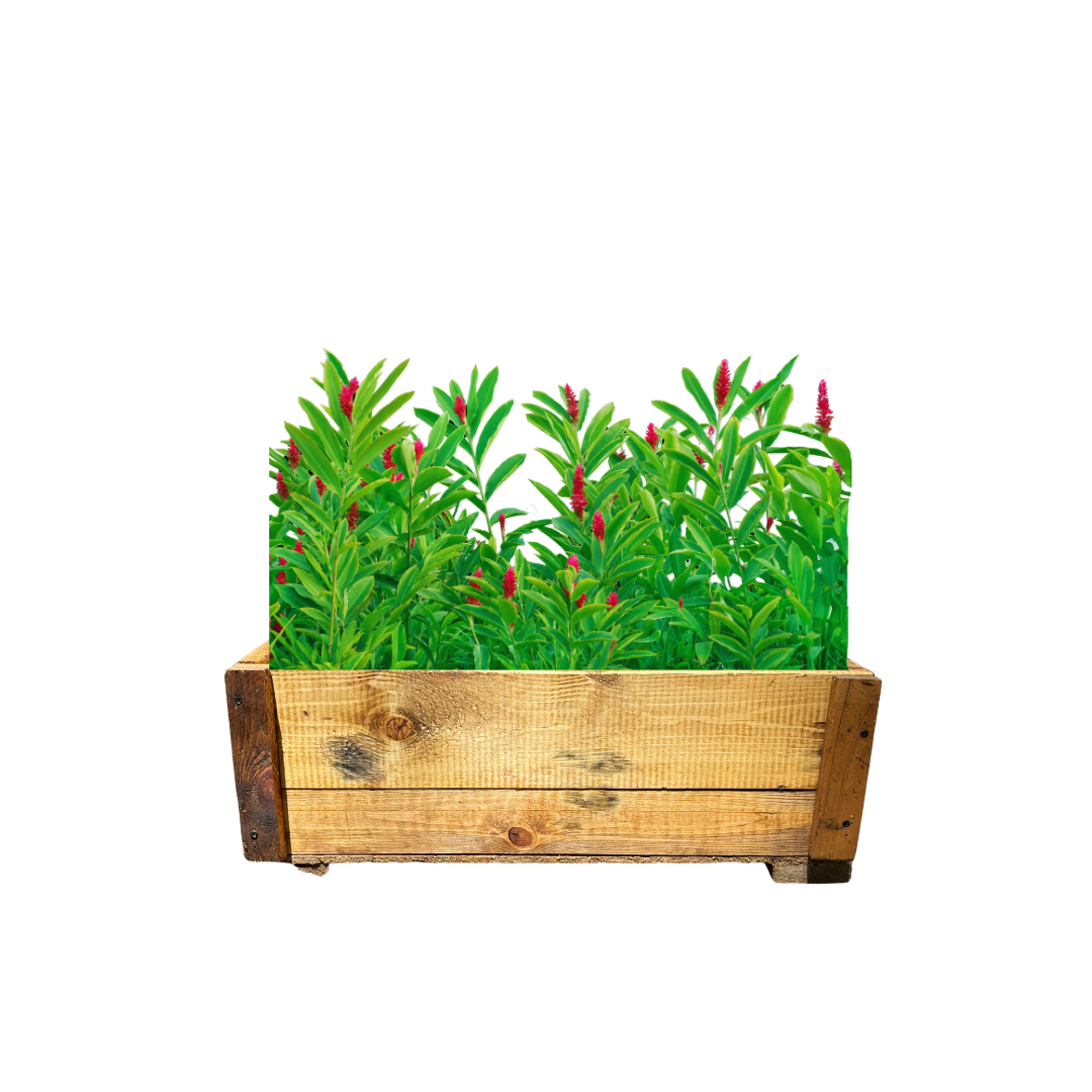 Maceta de Madera - Rectangular Chica - 60cm - Amaru Comercializadora